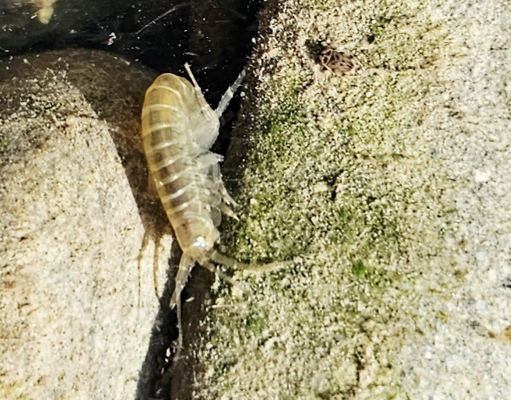 Lebewesen im Wasser der Bode