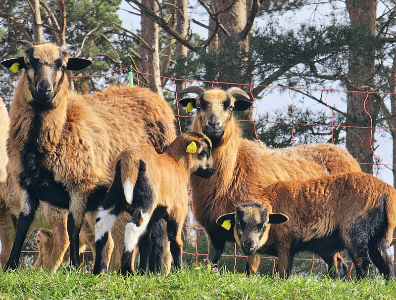 Deichbeweidung mit Schafen