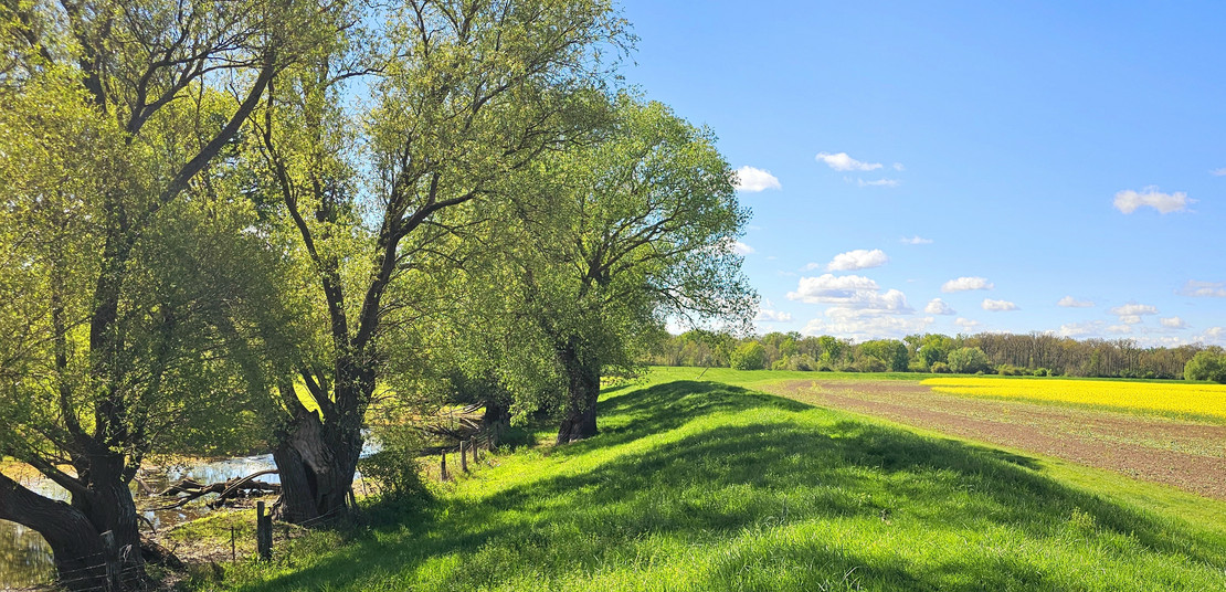 Blick auf einen Deich bei Wolmirstedt