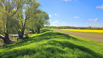Blick auf einen Deich bei Wolmirstedt