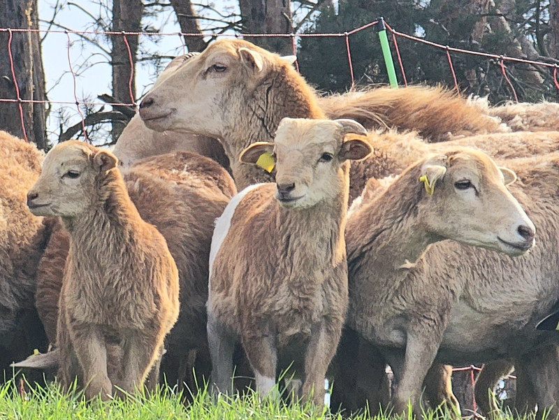 Schafe grasen auf einem Deich. Drei Jungtiere und ein älteres Schaf stehen besonders im Fokus. Am unteren Bildrand ist Gras zu sehen, am oberen Bildrand ein Weidezaun und dahinter die Stämme von Bäumen. 