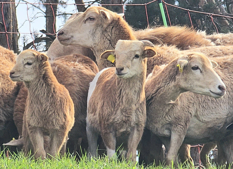 Schafe grasen auf einem Deich. Drei Jungtiere und ein älteres Schaf stehen besonders im Fokus. Am unteren Bildrand ist Gras zu sehen, am oberen Bildrand ein Weidezaun und dahinter die Stämme von Bäumen. 
