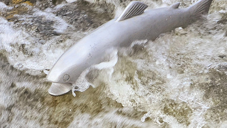 Die Alu-Forelle im strömenden Wasser der Fischaufstiegsanlage